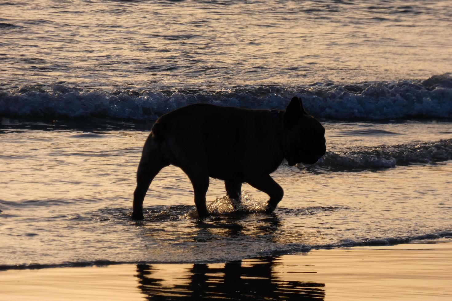 Dog playing on the beach too close to the sea water photo