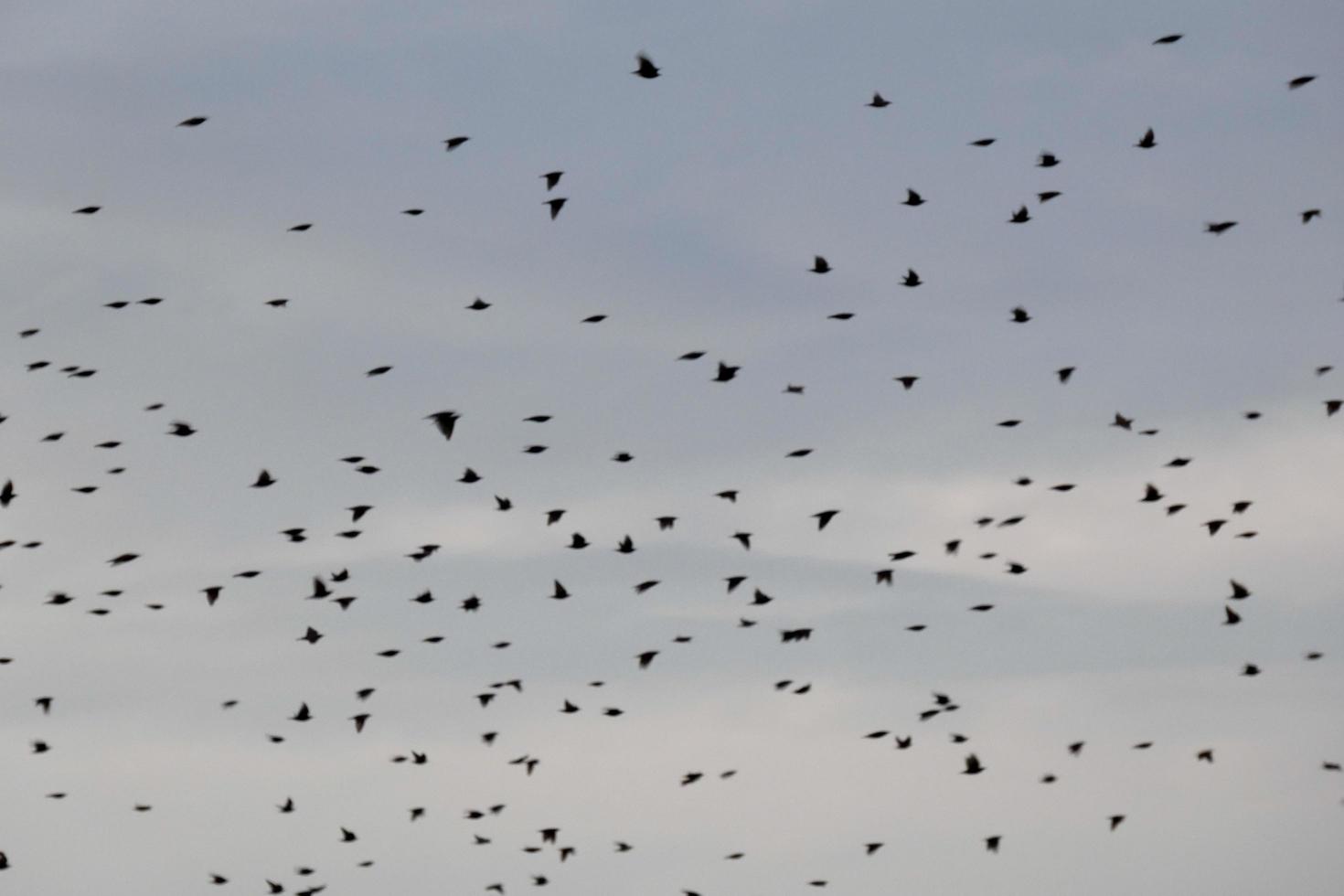 cientos de pájaros volando sin rumbo en otoño foto