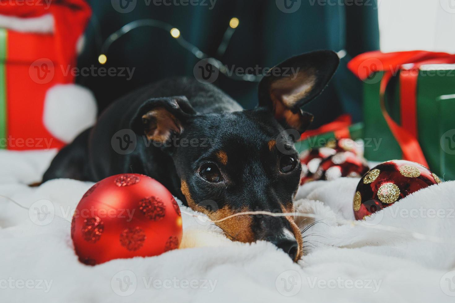 Portrait of funny dog miniature pinscher playing with Christmas ball around gift boxes photo