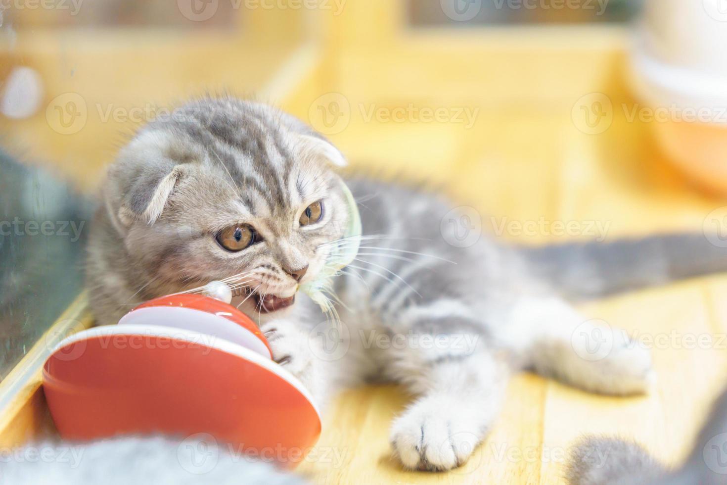 white and gray Scottish cat  Close-up with blurred background photo