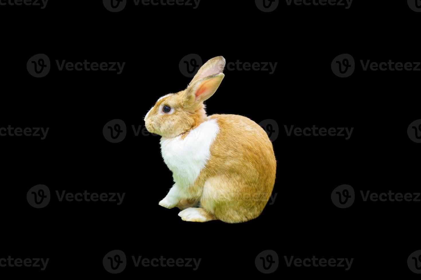 White and brown rabbit close up with black background. isolate photo