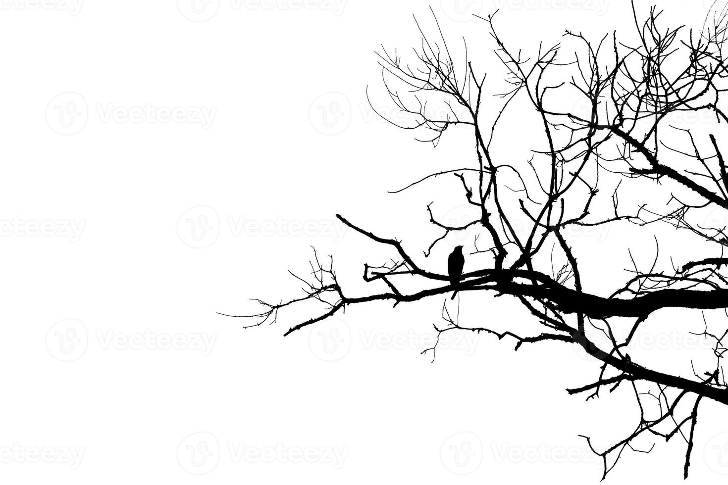 Black bird crow silhouette on bare branch on white cut out isolated background. Copy space photo