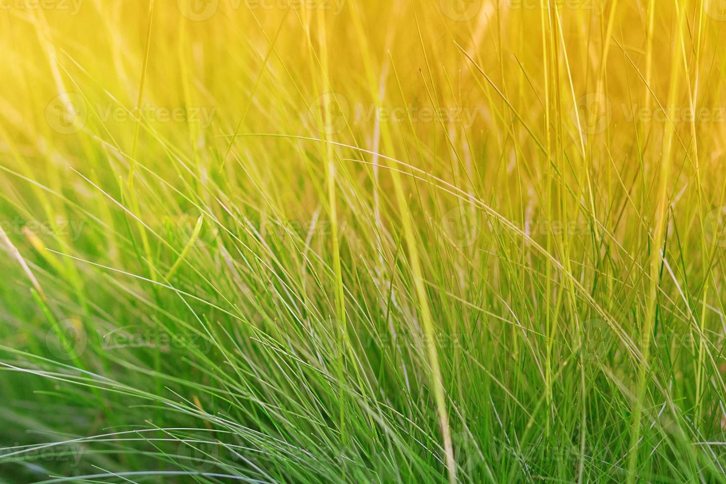 Grass at sunset or at dawn. Natural background. Copy space photo