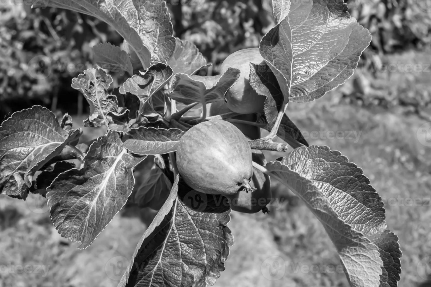 fotografía sobre el tema hermosa fruta rama manzano foto