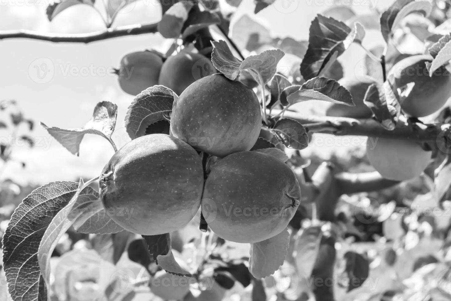 Photography on theme beautiful fruit branch apple tree photo