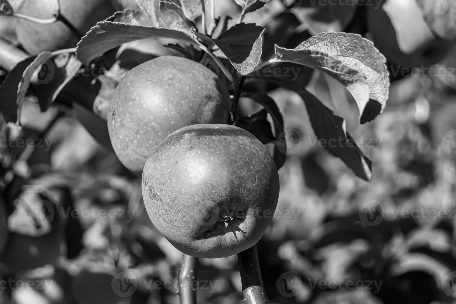 Photography on theme beautiful fruit branch apple tree photo
