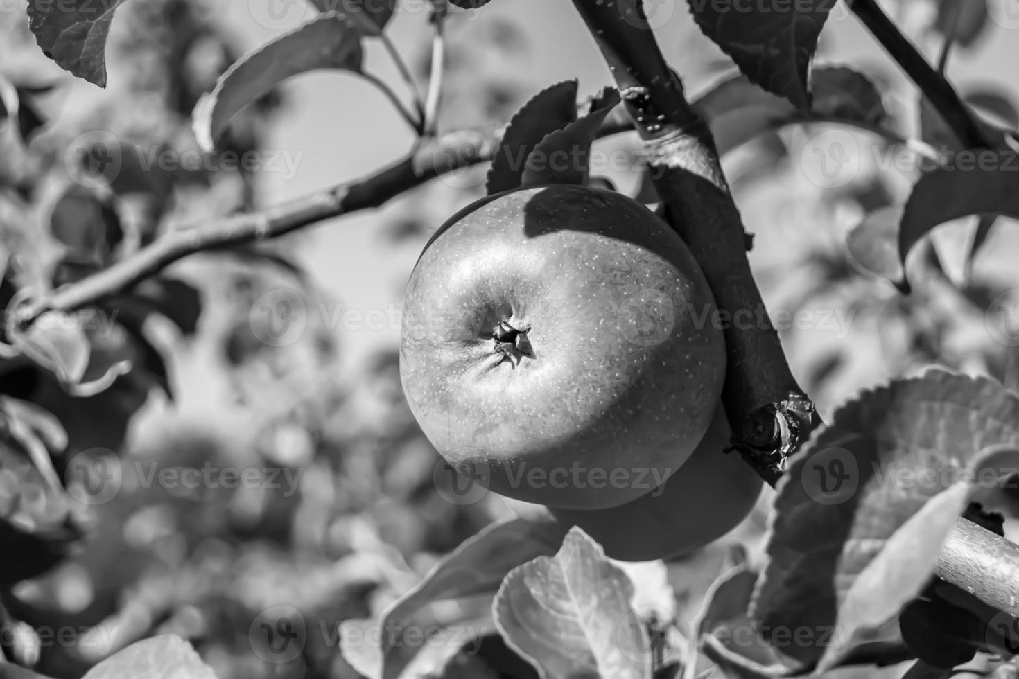 fotografía sobre el tema hermosa fruta rama manzano foto