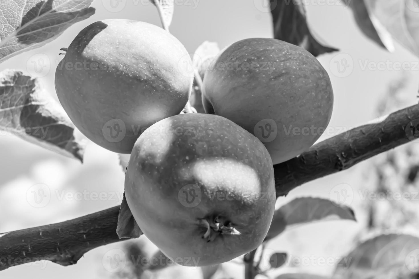 Photography on theme beautiful fruit branch apple tree photo
