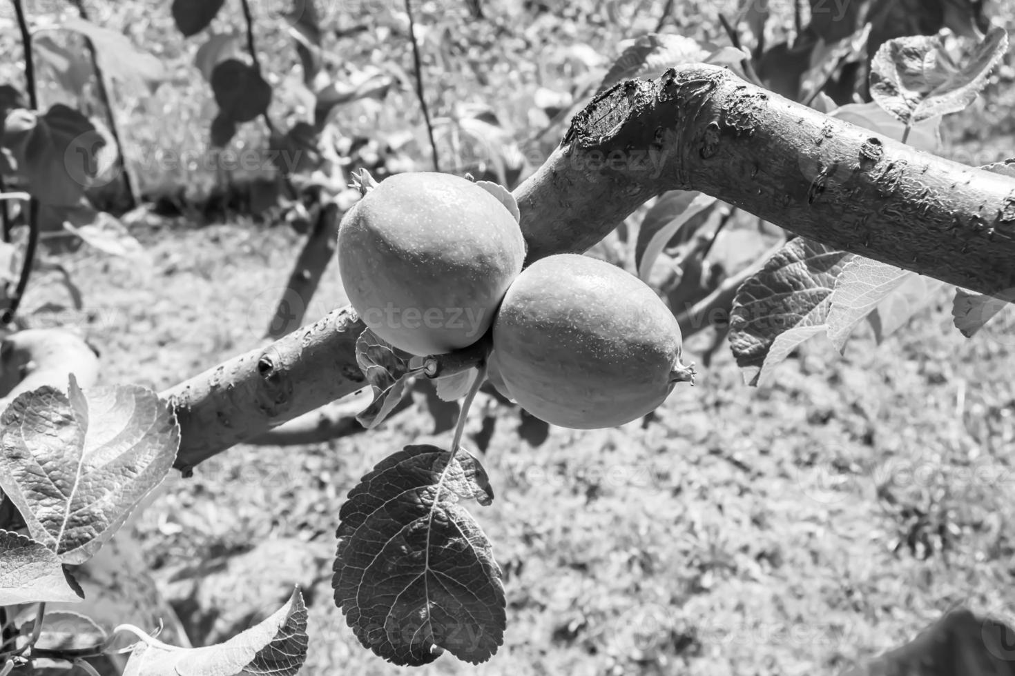 fotografía sobre el tema hermosa fruta rama manzano foto