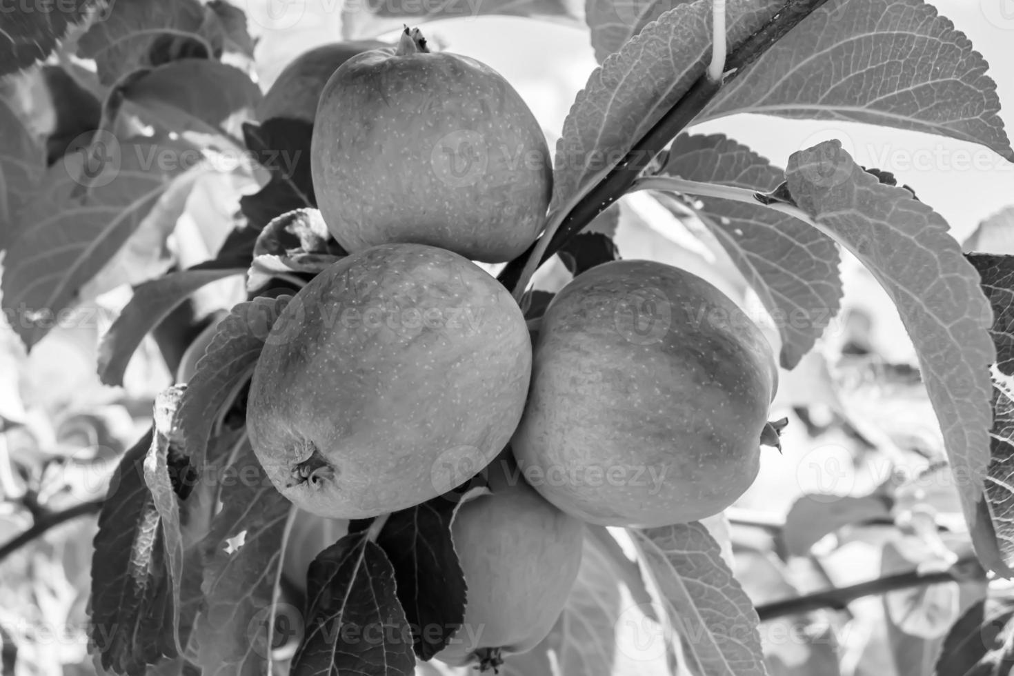 fotografía sobre el tema hermosa fruta rama manzano foto