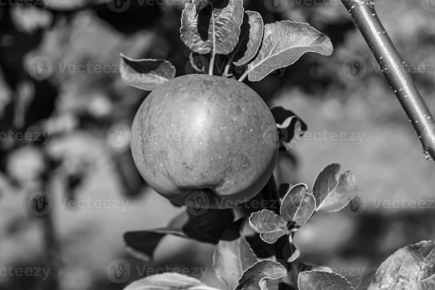 fotografía sobre el tema hermosa fruta rama manzano foto