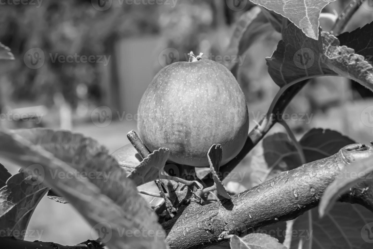 Photography on theme beautiful fruit branch apple tree photo