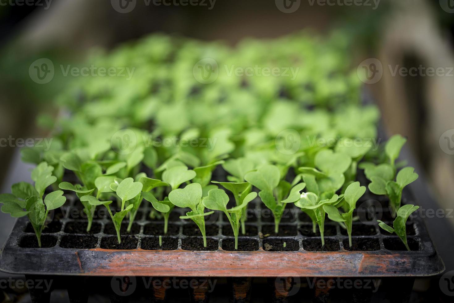 Close up farmers take care of vegetable hydroponic organic planting. Sprouted seedlings are planted on black tray in the greenhouse. photo