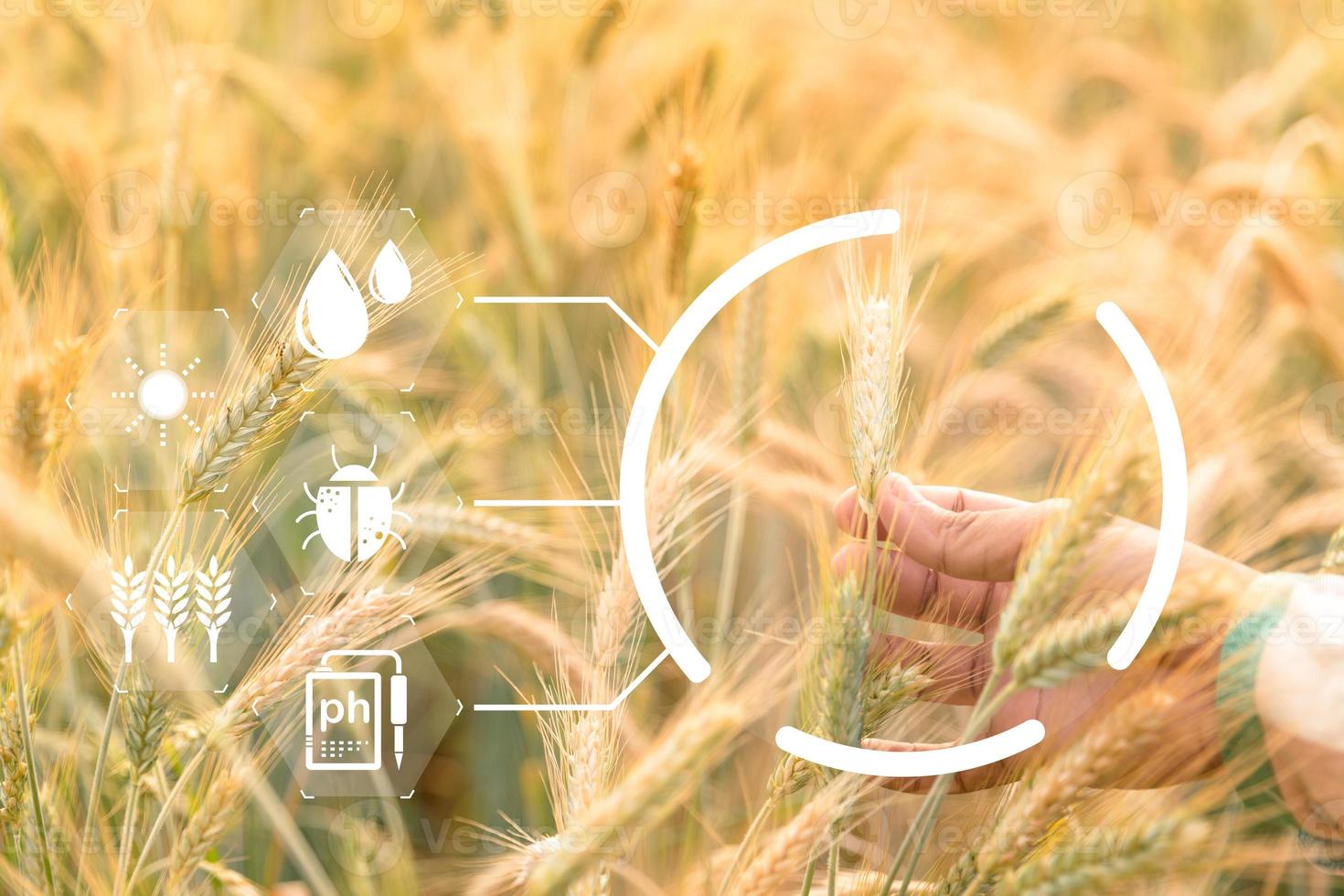 Smart farming concept. Farmer with technology digital tablet on background of wheat field. Professional farmers use internet of things IOT computers system to manage farms. agriculture modern idea. photo