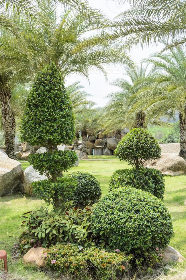 rocoso y árbol en el jardín foto