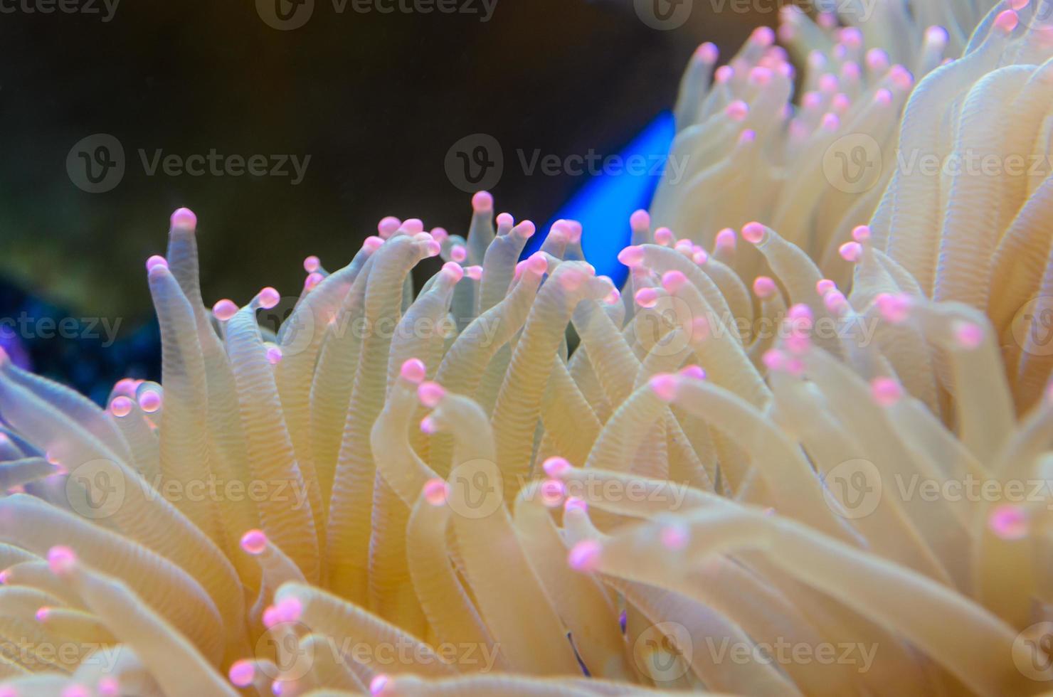 Anemones, organism of the sea. photo