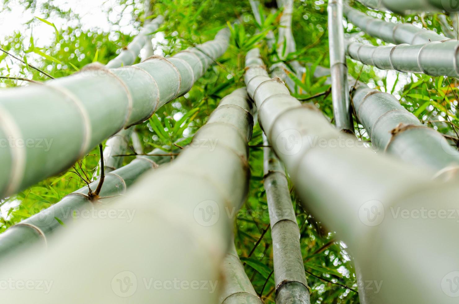 Bamboo in ant view photo