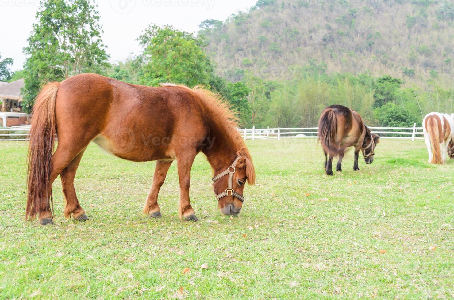 caballos enanos comiendo hierba foto