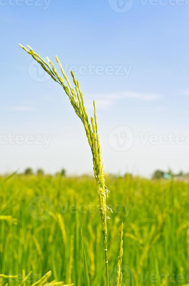 Green heads of grain photo