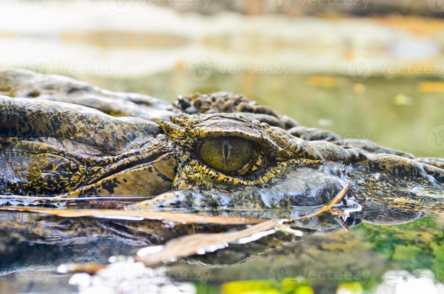 Eyes of the crocodile in water photo