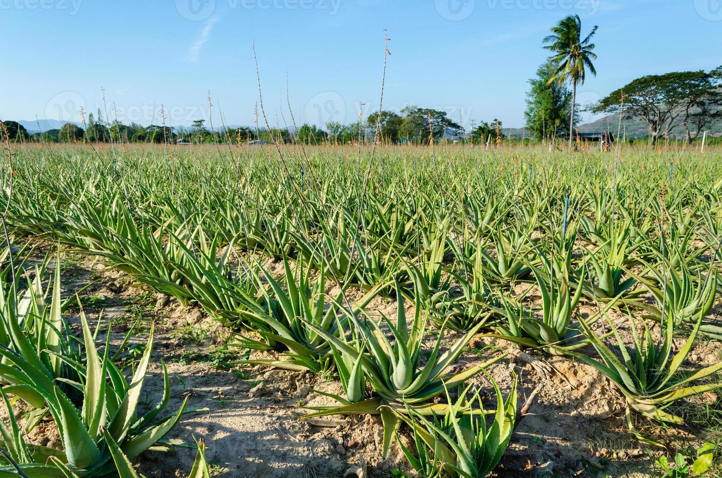 Crop of aloe vera plants photo