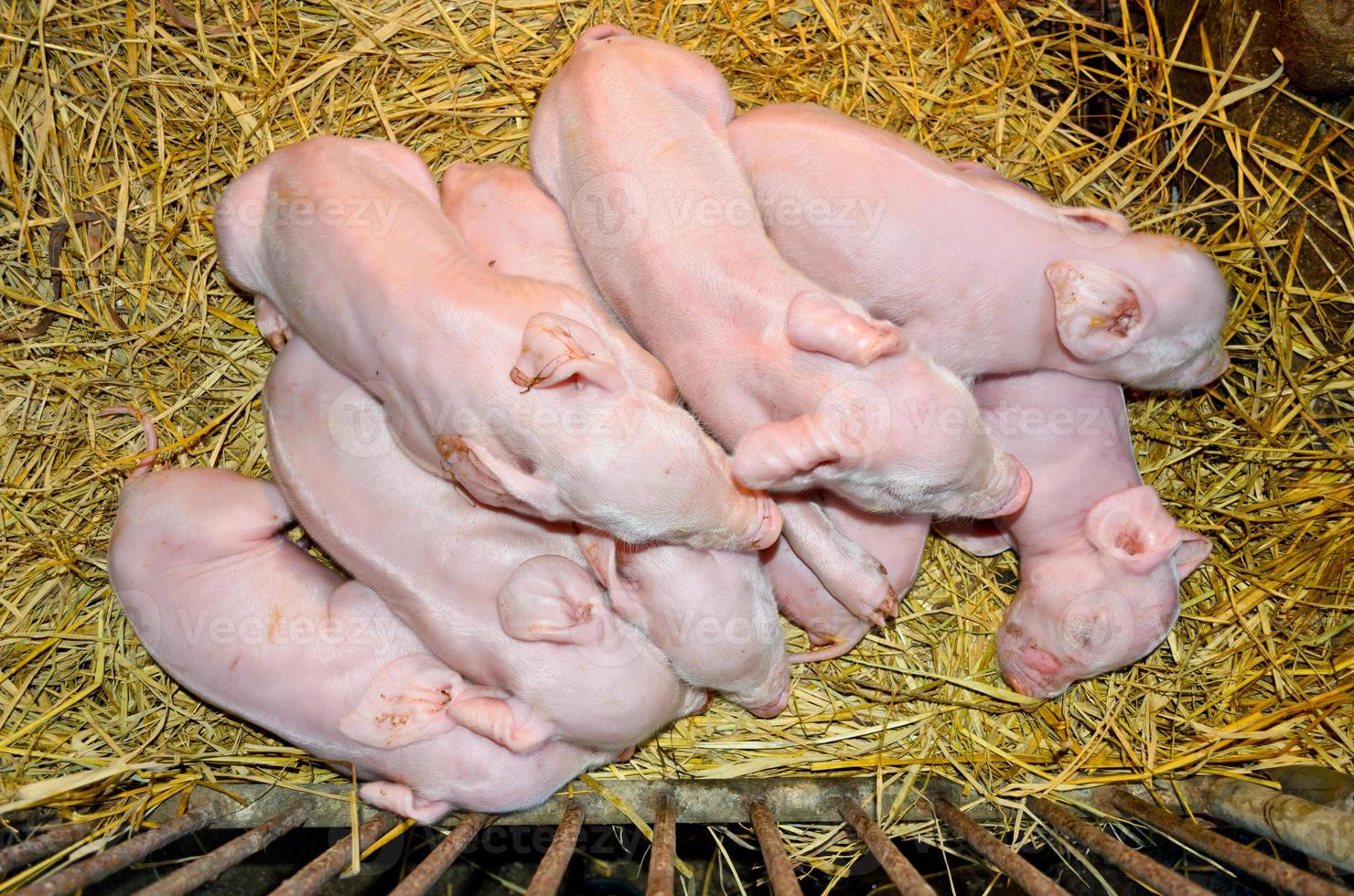 Newborn piglets sleeping on straw photo