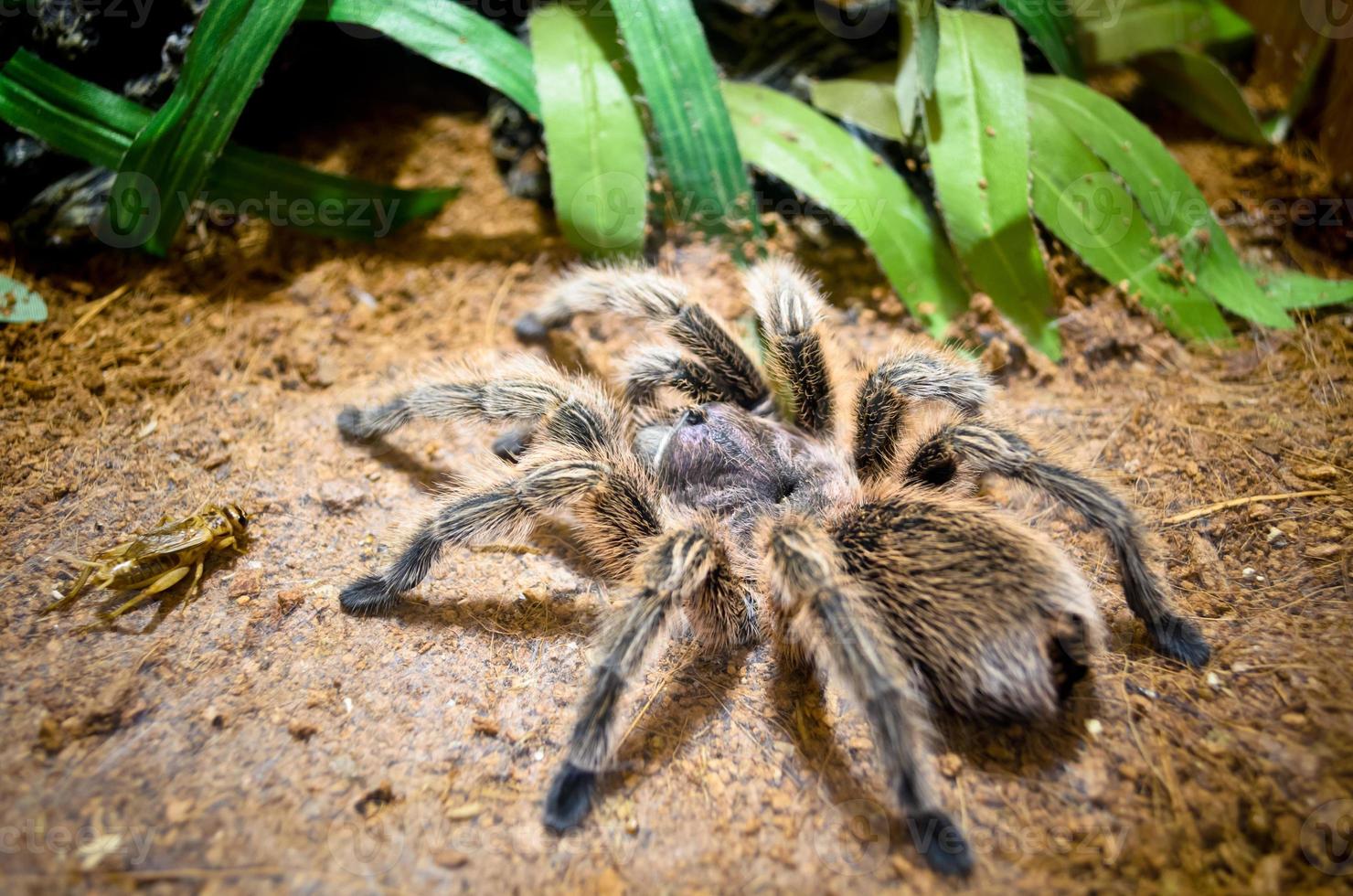 Tarantula large spider photo