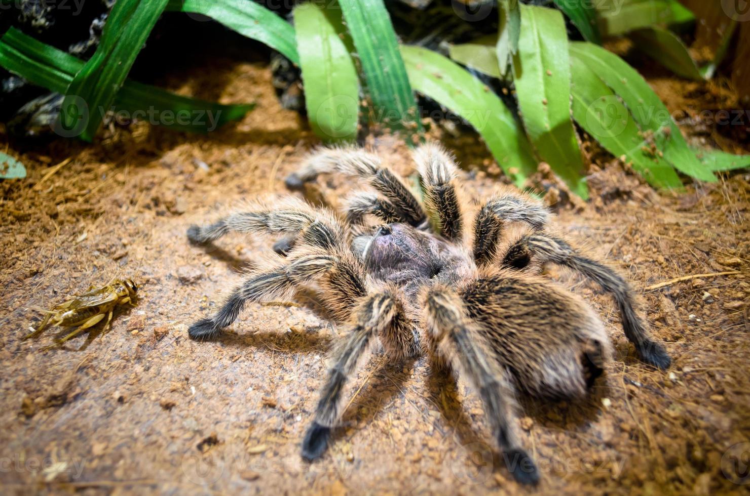 tarántula araña grande foto