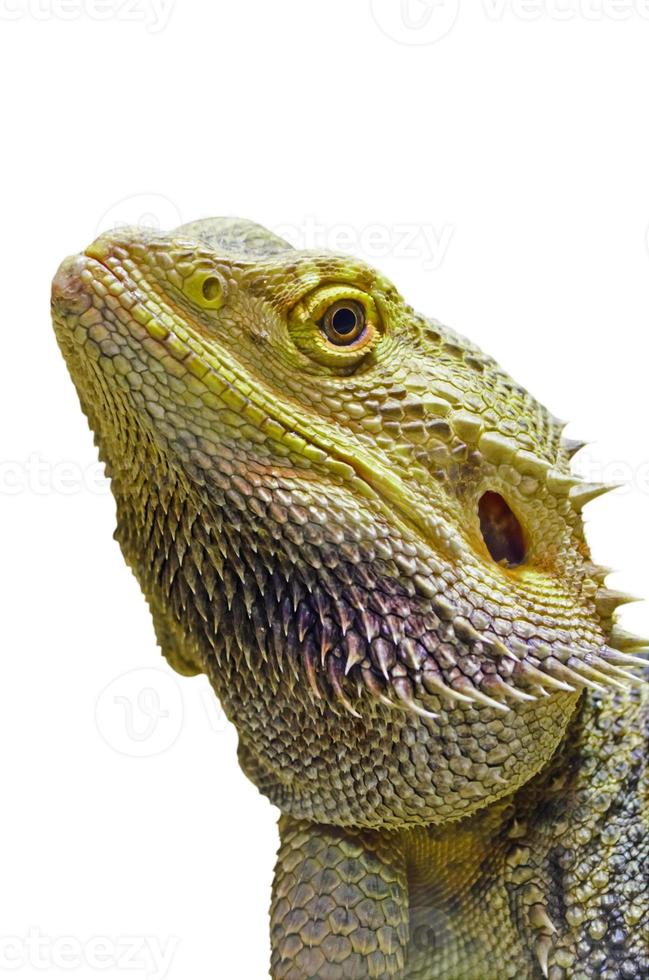 Close-up of Bearded Dragon head isolated on white photo