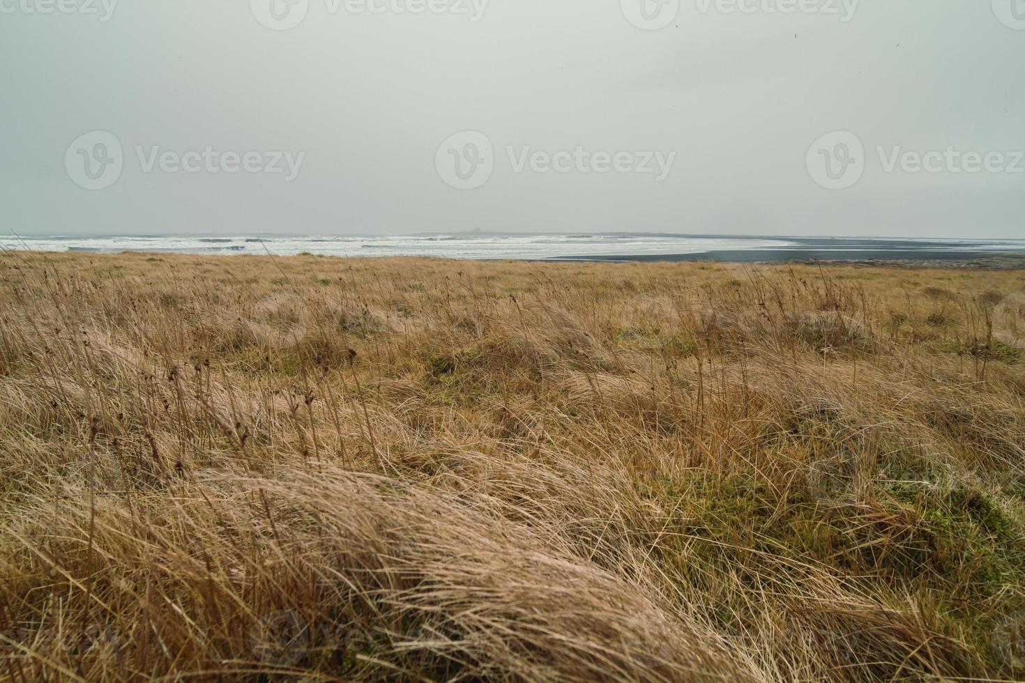 campo de hierba seca en la foto del paisaje de la playa