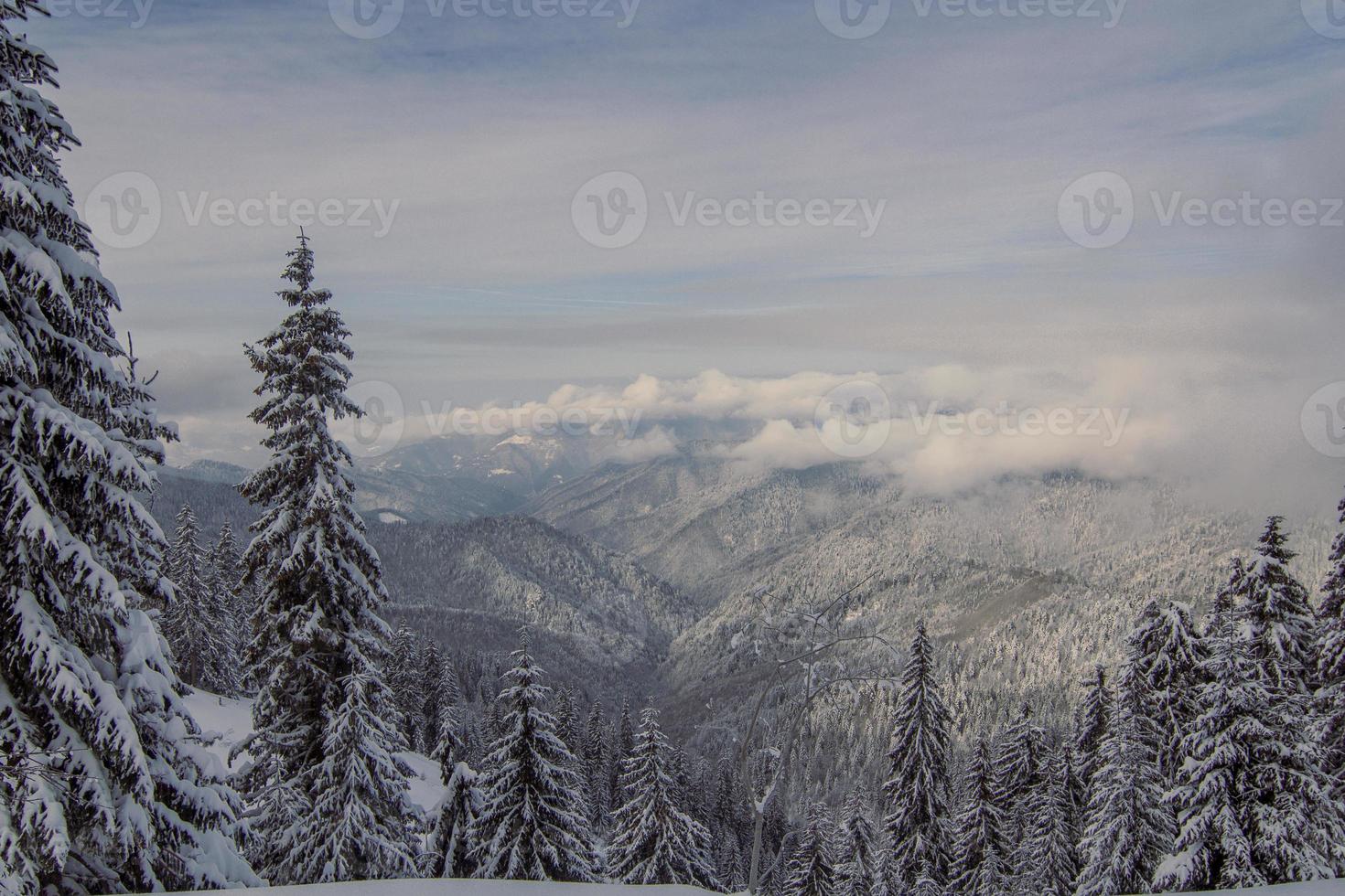 foto de paisaje de bosques de invierno sin límites