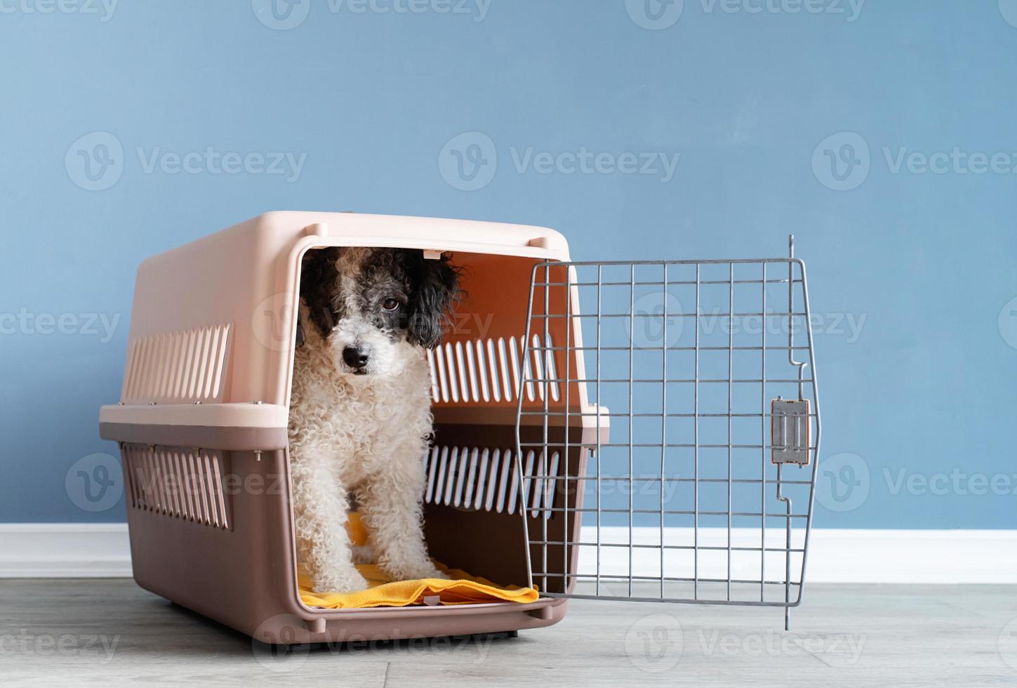Cute bichon frise dog sitting in travel pet carrier, blue wall background photo