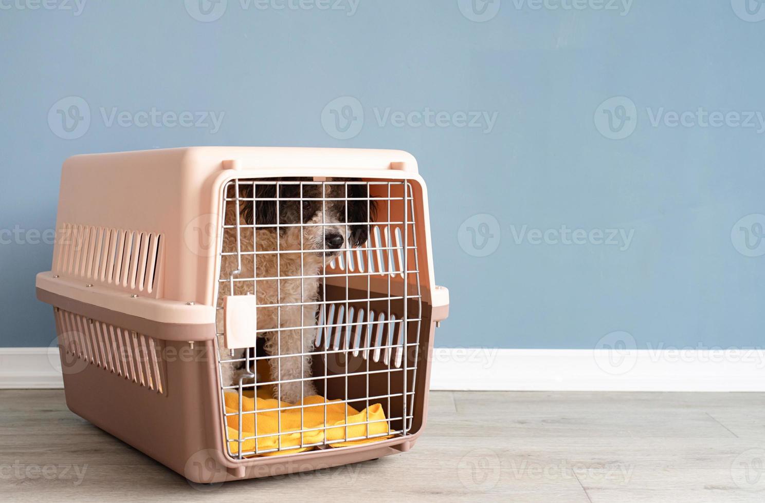 Cute bichon frise dog sitting by travel pet carrier, blue wall background photo