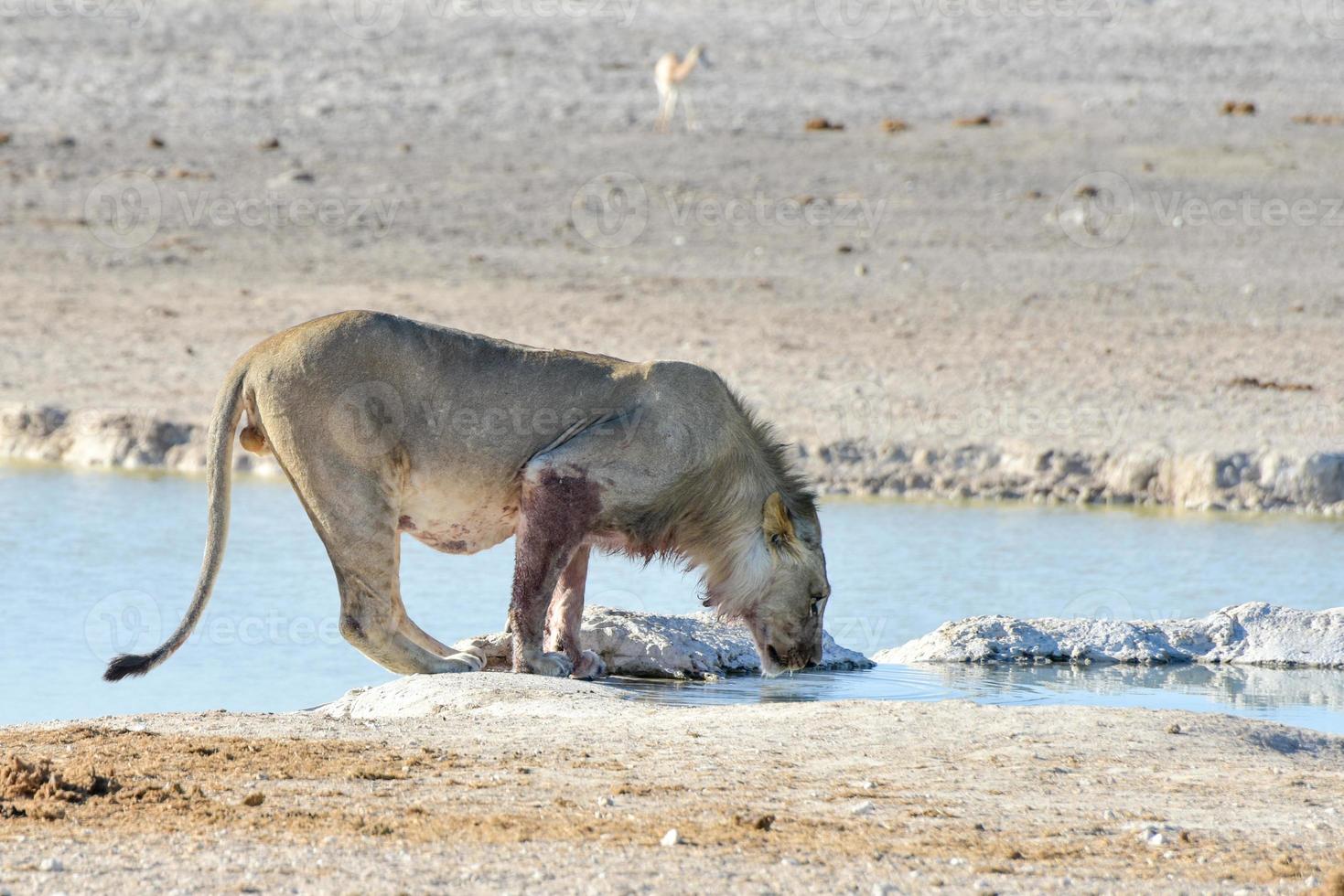 Lion in Etosha, Namibia photo