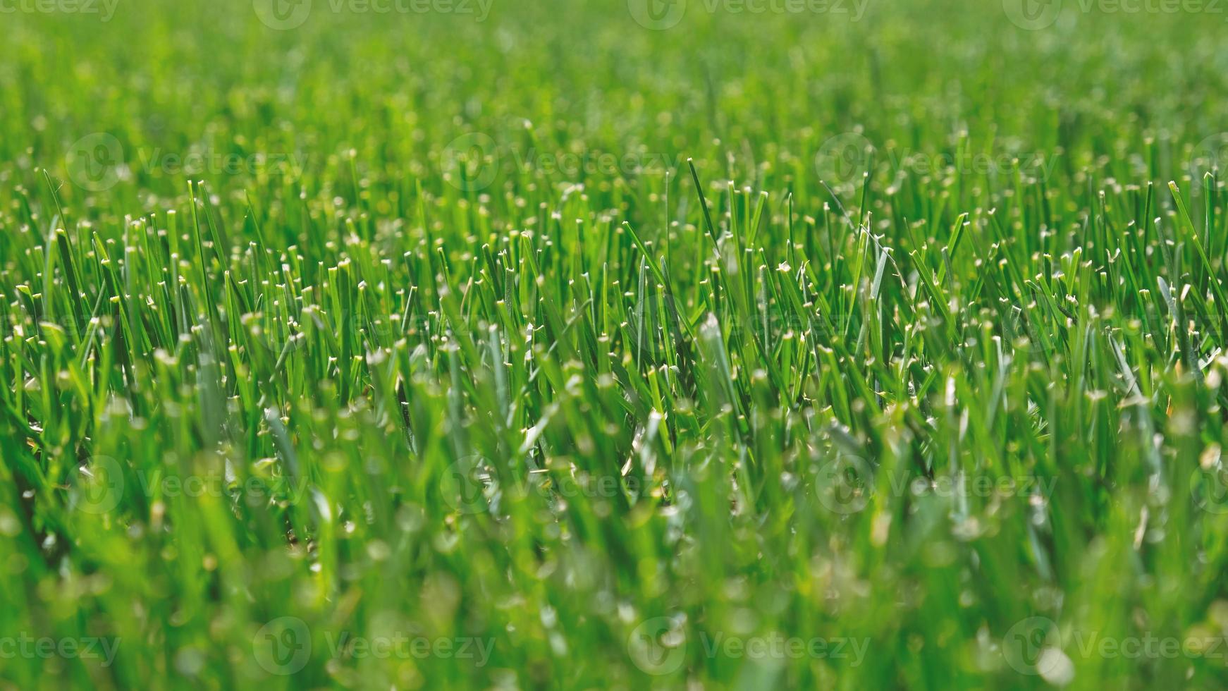 Close up green grass, natural greenery background texture of lawn garden. Ideal concept used for making green flooring, lawn for training football pitch, Grass Golf Courses, green lawn pattern. photo