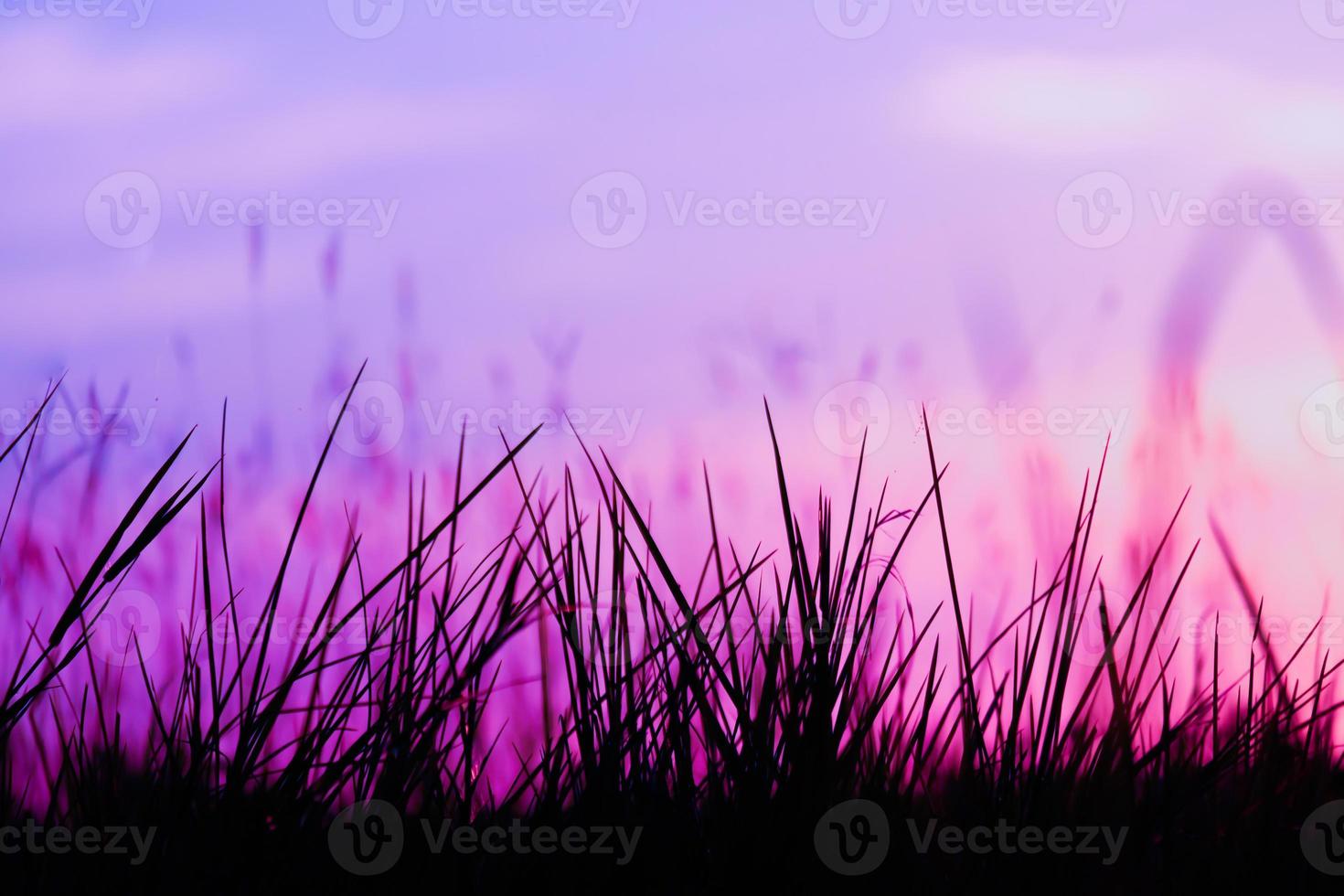 Silhouette of grass Beautiful sunset on the tropical pink sky background natural beauty view photo