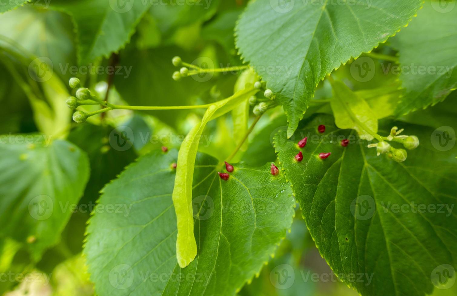 Agallas de las uñas causadas por el ácaro eriophyes tiliae de las agallas de las uñas rojas en las hojas del tilo común. foto