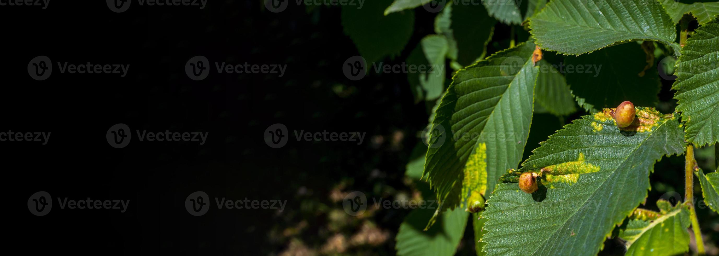 Chestnut gall wasp photo