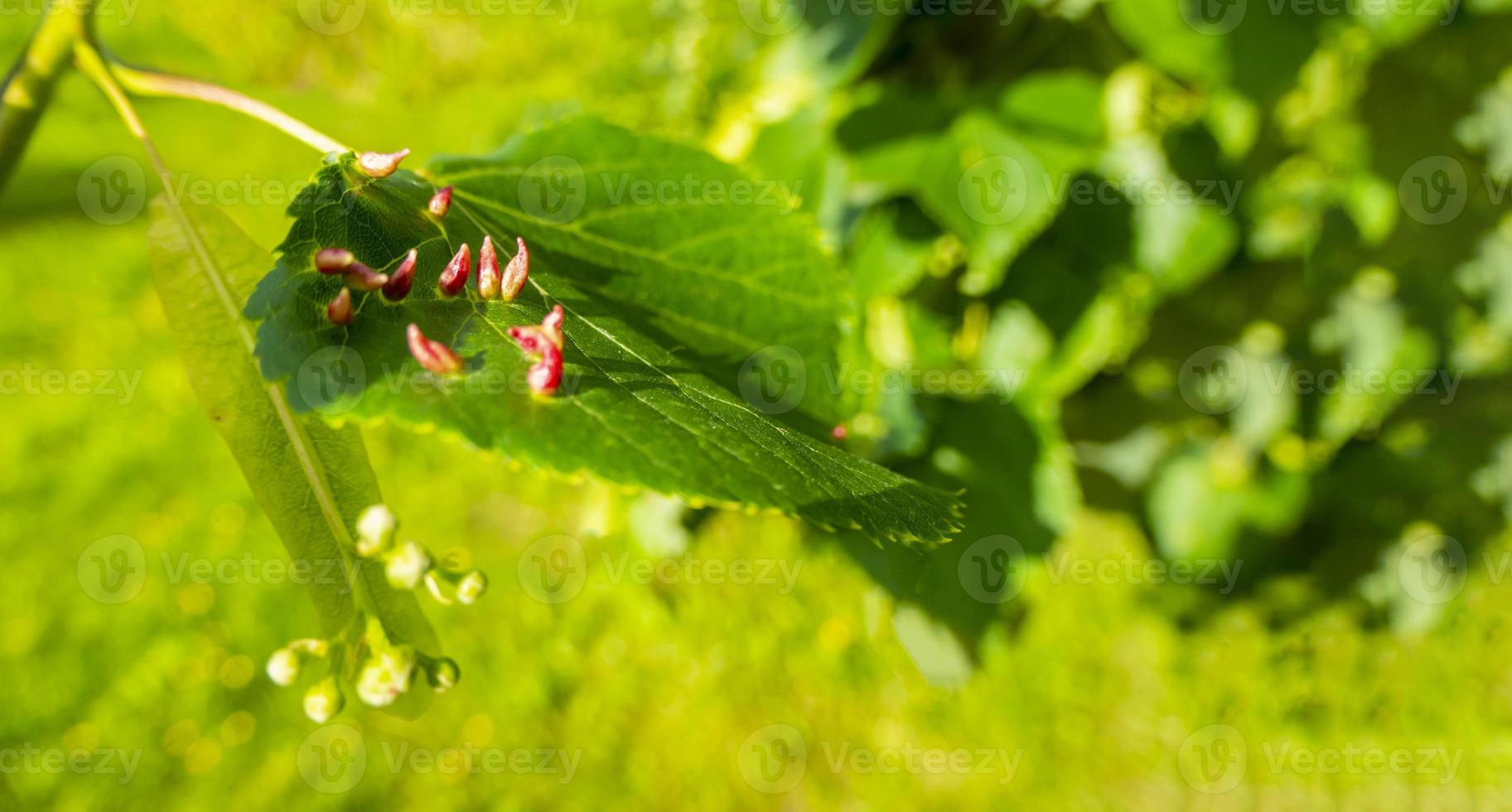 Lime nail gall caused by red nail gall mite Eriophyes tiliae on the leaves of common lime. photo