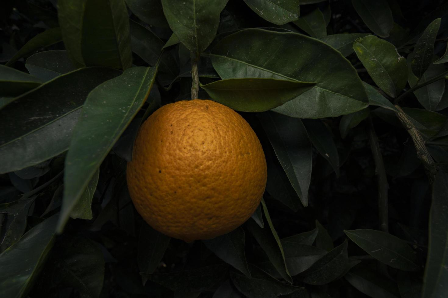 tropical oranges on a branch. health vitamins photo