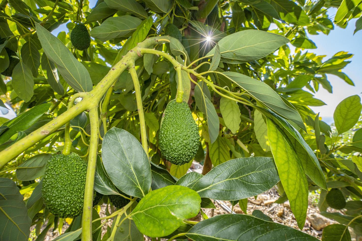 aguacate tropical en una rama. vitaminas para la salud foto