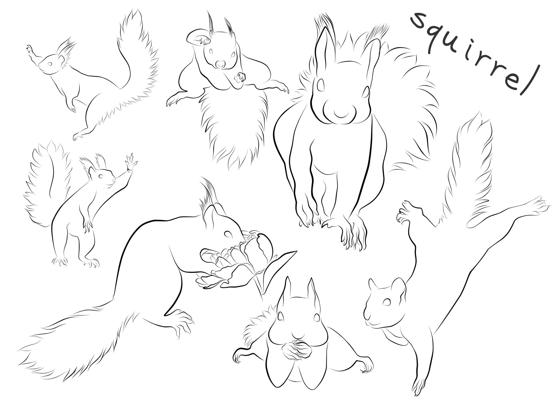 flying squirrel set vector illustration 15916078 Vector Art at Vecteezy