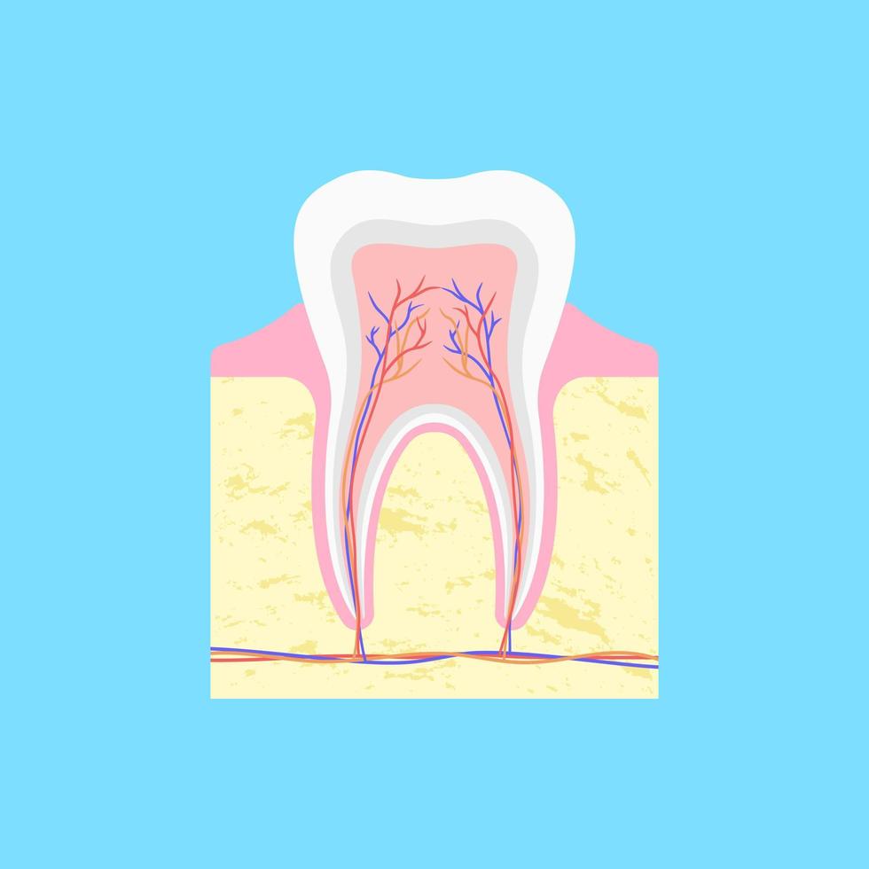 estructura anatómica del diente en la sección. formación ósea en la encía cubierta de esmalte y con haces de nervios y capilares dentro de la cavidad vectorial de la pulpa vector