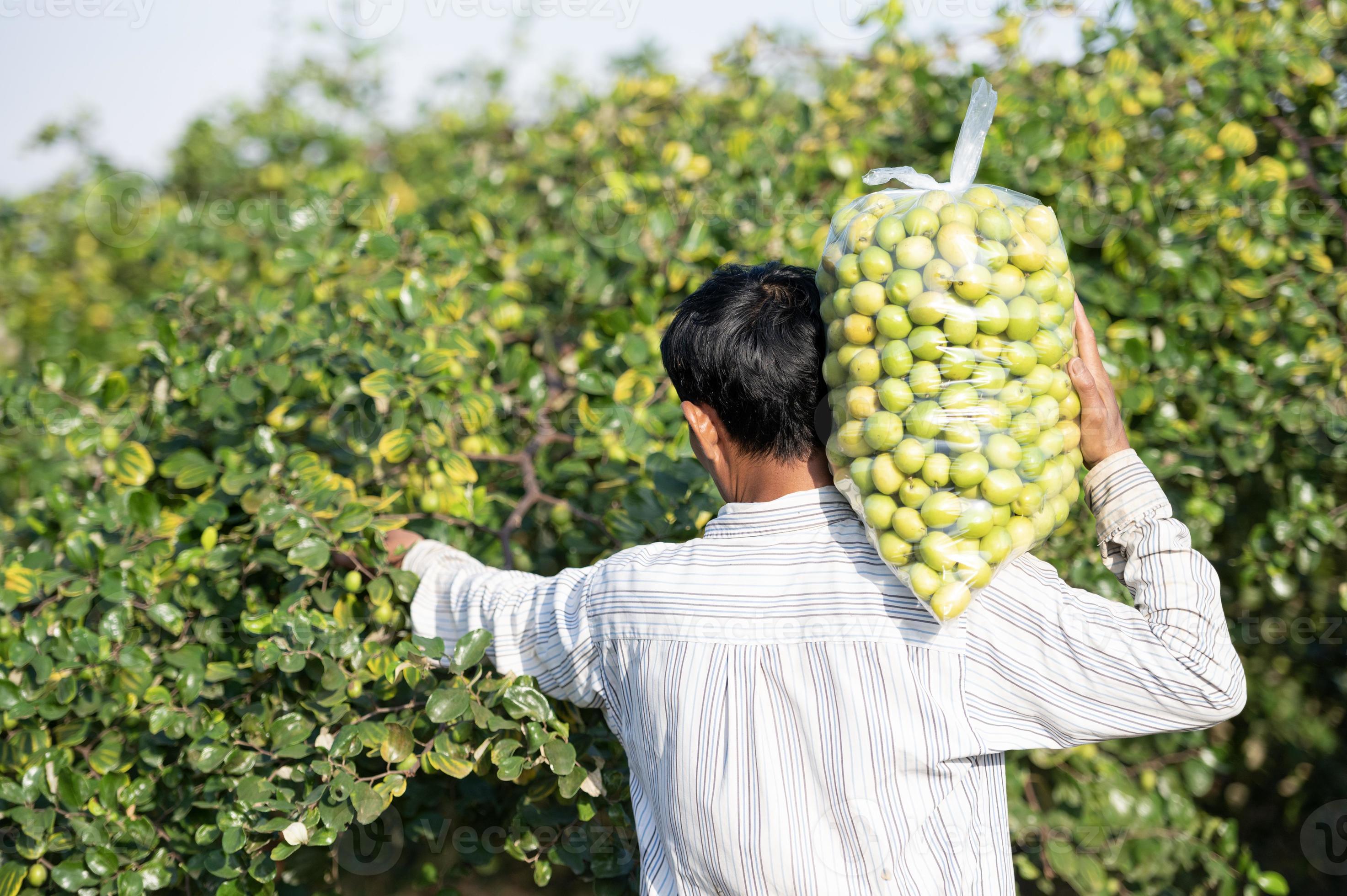 Agricultural Jujube Farm Chinese date palm, Asian agriculture