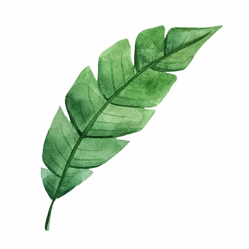 ramo verde acuarela con hojas y ramas. hoja verde pintada a mano aislada. se puede utilizar como elemento en el diseño decorativo de invitaciones, bodas o tarjetas de felicitación. vector