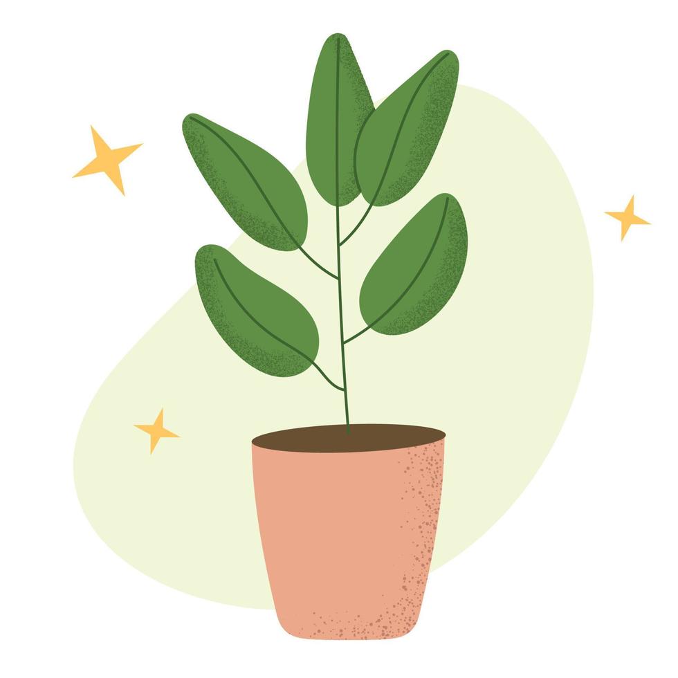 Ficus in pot. House indoor plant. Flat vector illustrations isolated