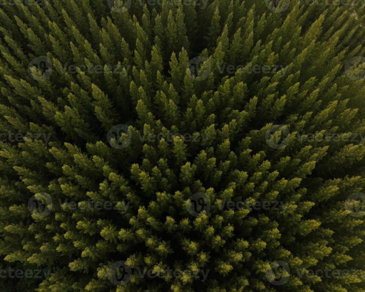 An aerial top view of green trees in Pine Forest with Sunset scene photo