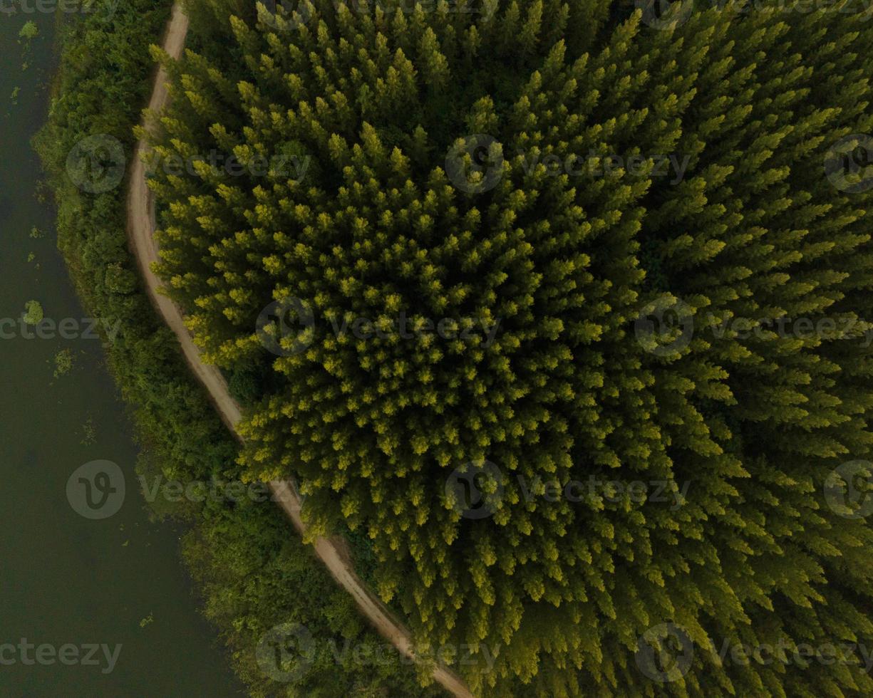 una vista aérea de la carretera en un bosque de pinos con una puesta de sol foto