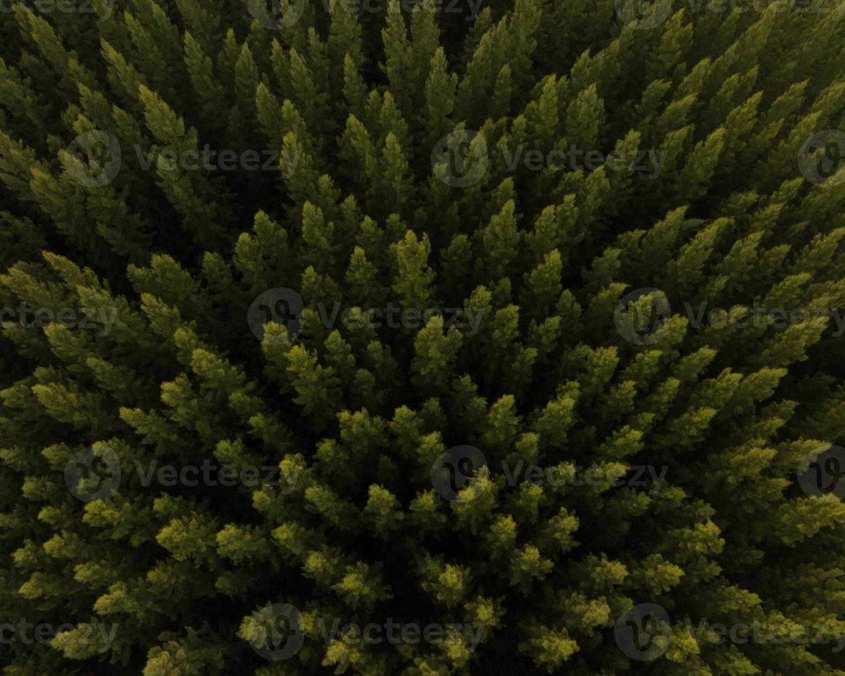 An aerial top view of green trees in Pine Forest with Sunset scene photo
