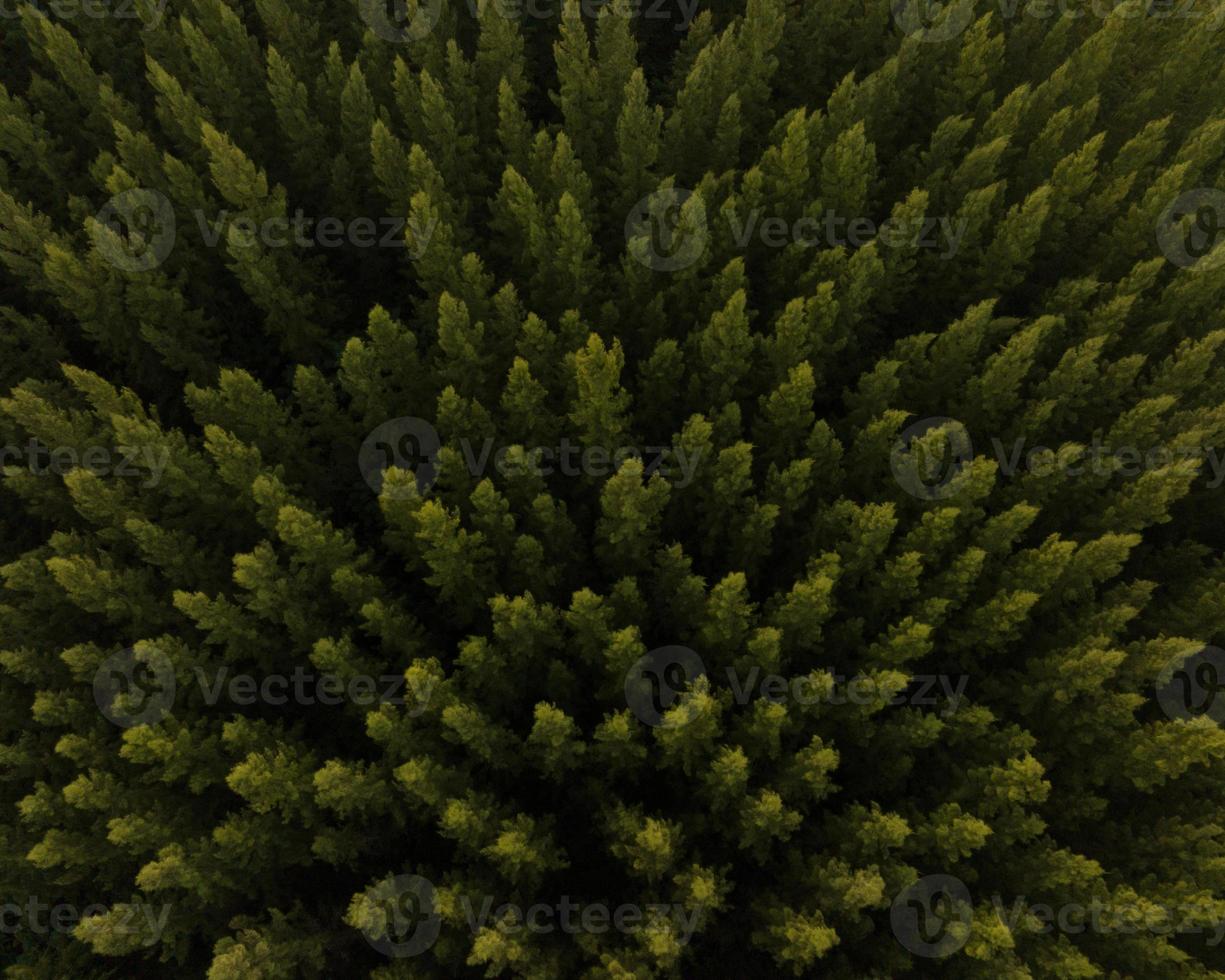 una vista aérea superior de árboles verdes en un bosque de pinos con escena de puesta de sol foto